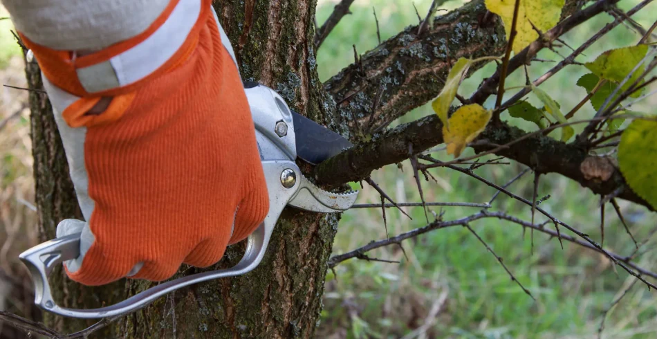 Tree Trimming